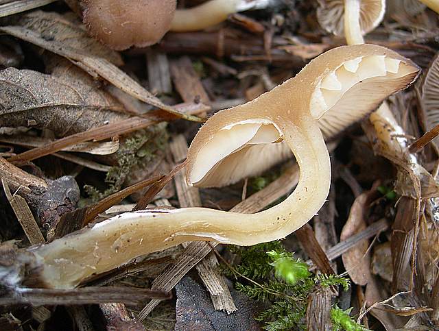 Clitocybe puberula